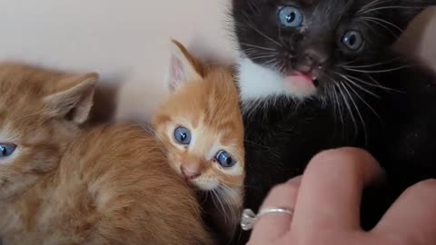 Tiny Kittens Hissing