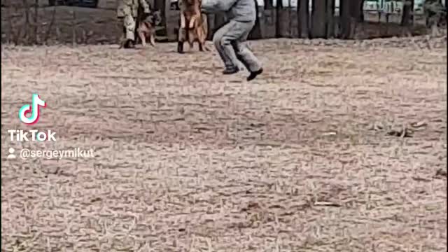 German Shepherd Apprehension of the Intruder