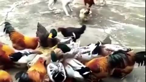 Chicken Vs Dog tussle!!!