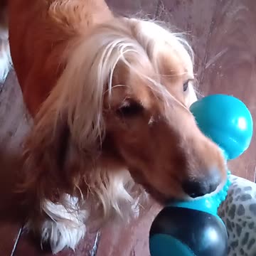 Entertainment dog, cute, viral, Subscribe to my channel, like, share,