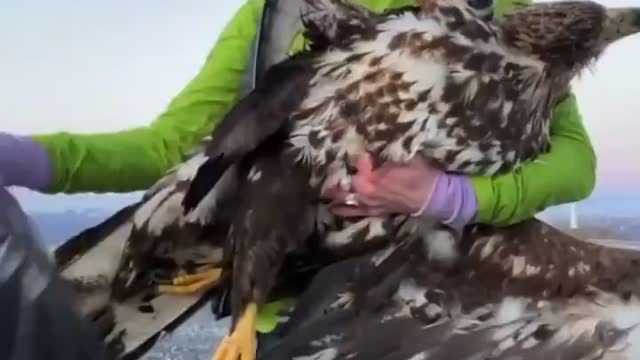 Norway killing Sea Eagles