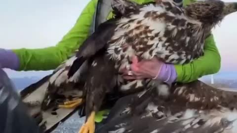 Norway killing Sea Eagles