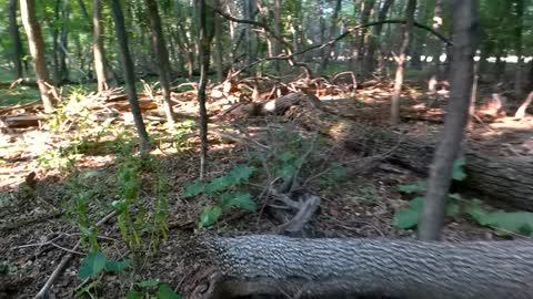 Trail Ends #8 - Swarmed by Wasps Near a Collapsed Shack