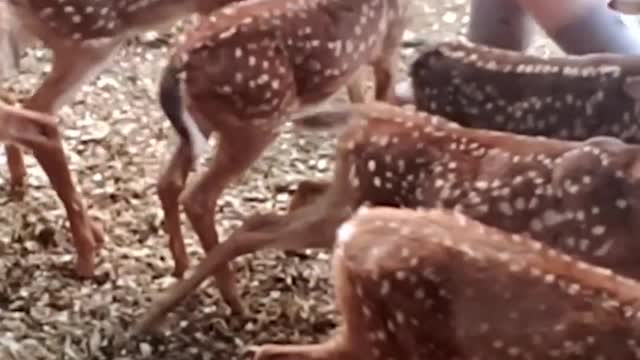 Baby Deer Grow Stronger Day By Day — Until They Go Back Home