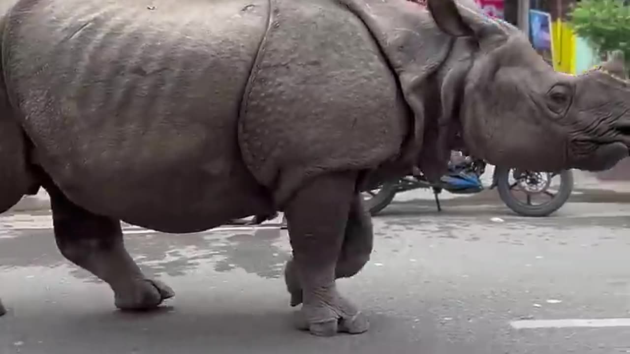 Rhino Wanders Down City Street || ViralHog.