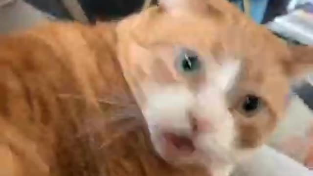 Funny Cat makes your day bright