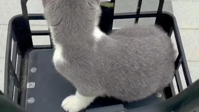 Your Lovely Cat 😻 Make you feel Happy