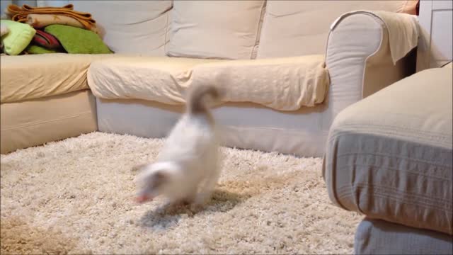 Gatito cree que es un cachorro, adora jugar a atrapar