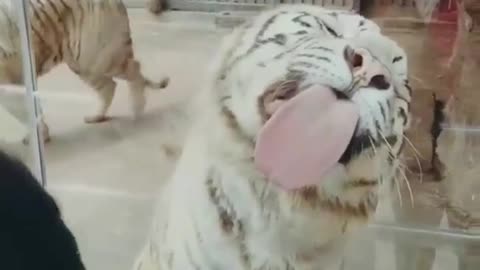 Best Funny Animal Videos of the year, funniest animals ever. relax with cute animals