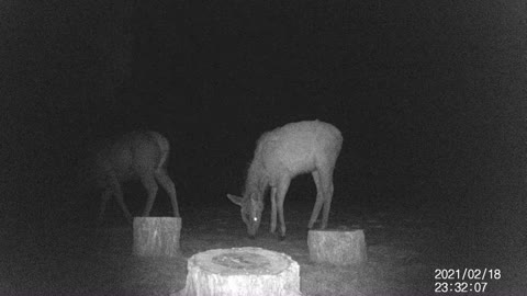 Deer on a Snowy Night!