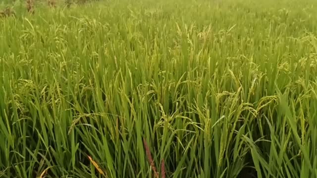 A tradition that is almost rare in Indonesia, ahead of the rice harvest