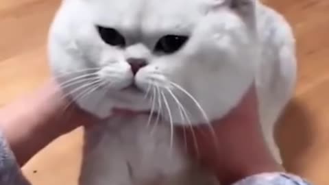 Cat is a like