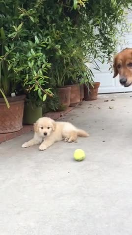 Emocionado cachorro tiene períodos de atención muy cortos