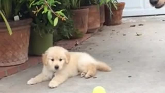 Emocionado cachorro tiene períodos de atención muy cortos