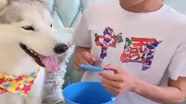 The dogs are cute and funny-8