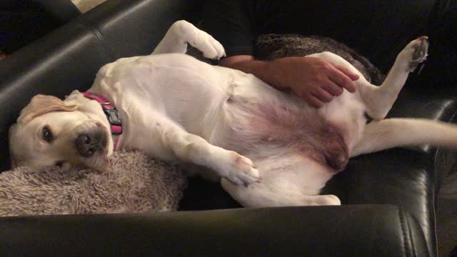 Golden Lab loves belly rubs