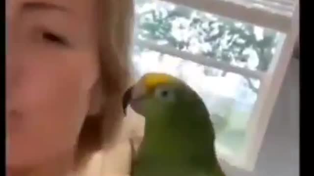 Good boy - funny parrot