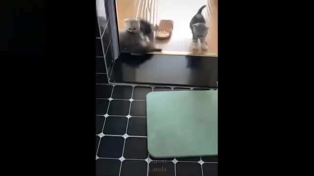 Funny clips funny pets