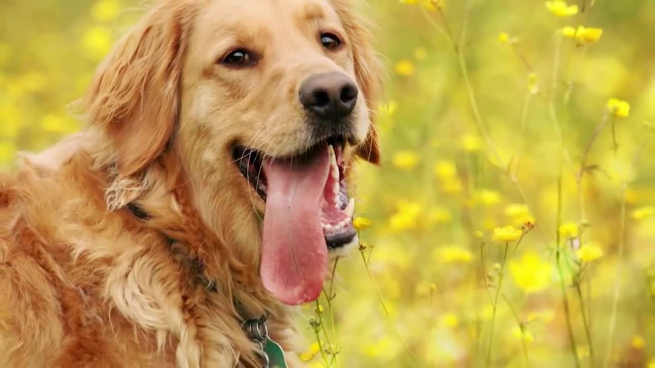 Top 10 intelligent dogs