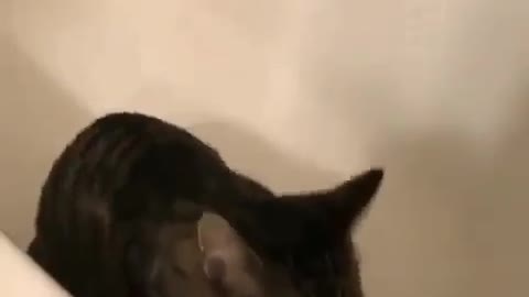 Funny CAT video 2021! Funny MOVES