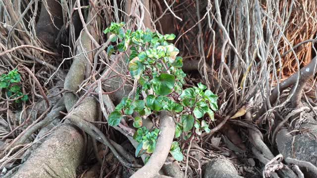 Banyan Plant