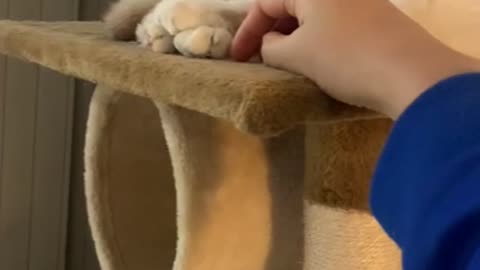 A cat rubbing his face with its owner's hand