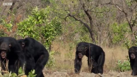 Thought-provoking Chimpanzee Moments | Top 5 | BBC Earth