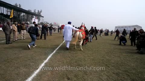 Horse Dancing to the Rhythm of Dhol Only in India