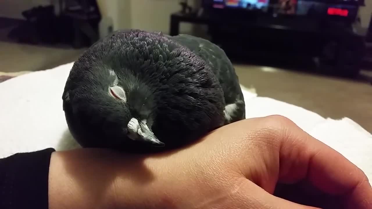 Pigeon Relaxing