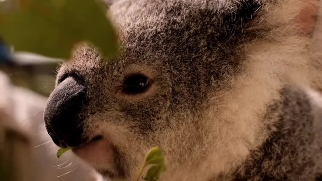 Cute animal eating leaf