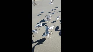 Rachel does not like Seagulls