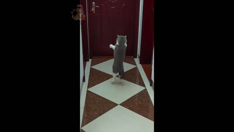 Funny Animals: Try Not to Laugh at These Cats & Dogs! 😹🤣