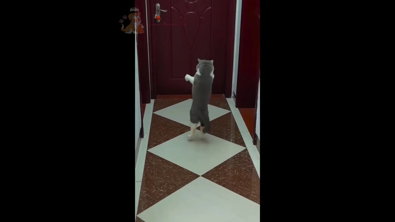 Funny Animals: Try Not to Laugh at These Cats & Dogs! 😹🤣