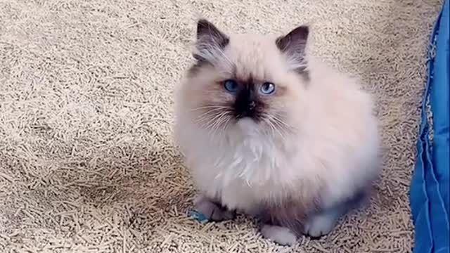 Cat 🐈 funny video kkkkk