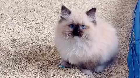 Cat 🐈 funny video kkkkk