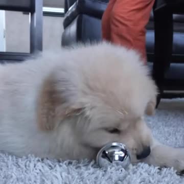 America dogs. 6. Fun. everyday situations. Fun. Exclusive for summer 2021.