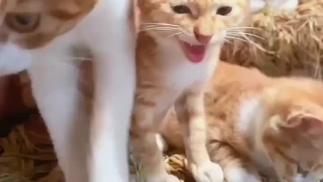 Beautiful cat video