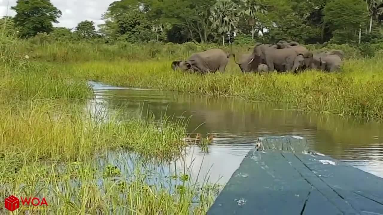 elephant save her baby from crocodile hunting!!!!!!!!!