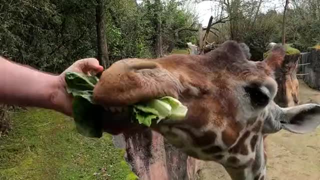 Giraffe feeding