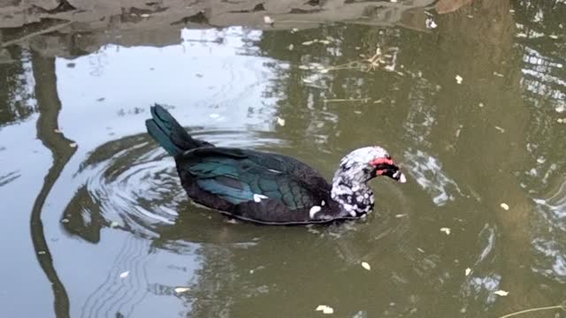 Duck Swimming In The Water By Kingdom Of Awais