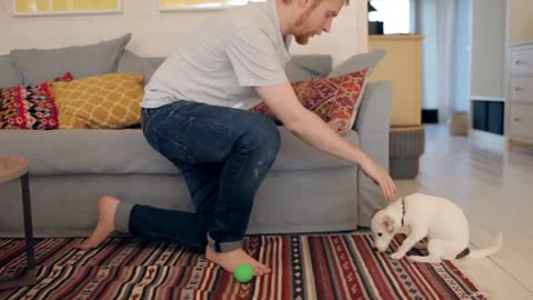 How to train your dog -10 Essential Commands Every Dog Should Know!
