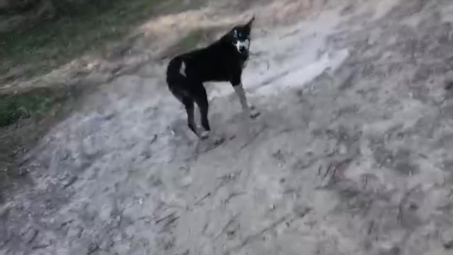 My tiger is much advance than me