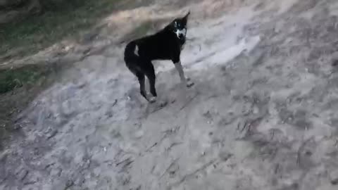 My tiger is much advance than me