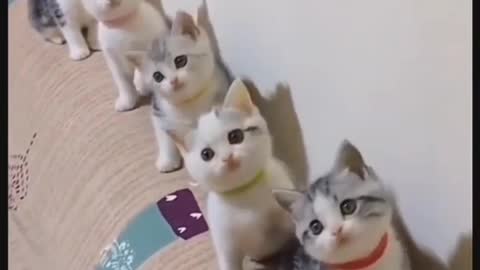 Cute Cats found online