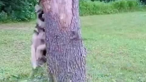 DOG CHASING A SQUIRREL