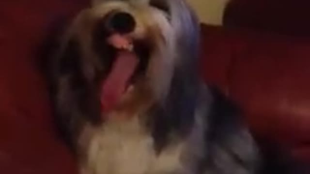 Does anyone else's dog yawn like this ?