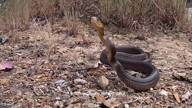 10 Deadliest Snakes In The World