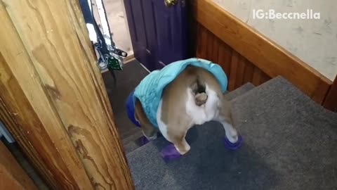 White english bulldog with snow boots and blue jacket