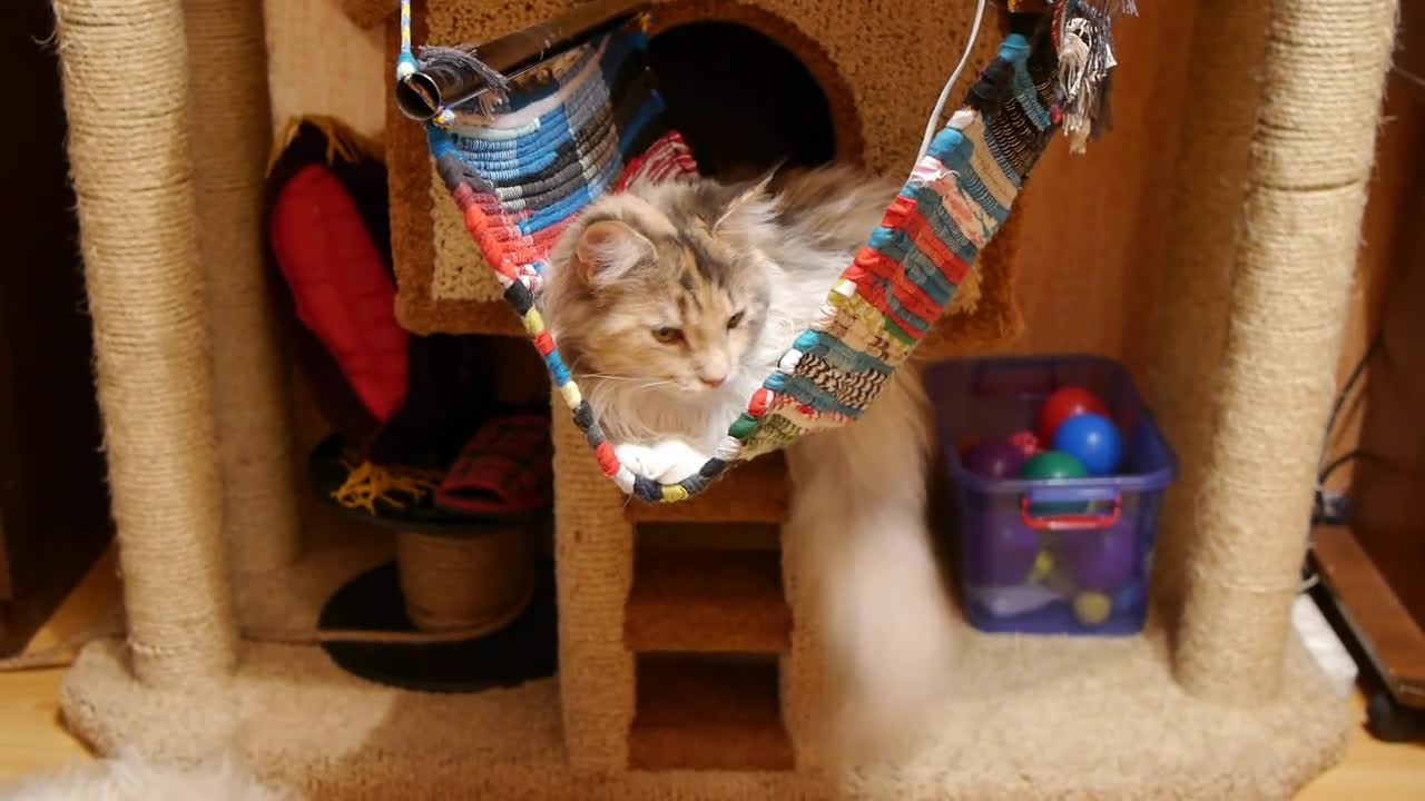 Kitten taking a wave on his swing hammock