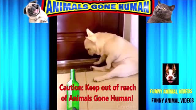 Dog drinks the wrong beverage!